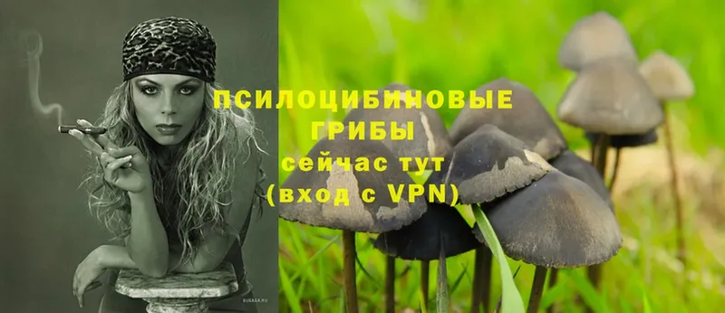 Псилоцибиновые грибы Psilocybe  даркнет сайт  Ярцево 